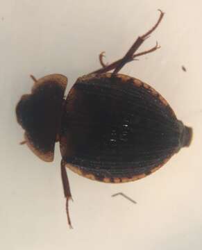 Image of Sperchopsis