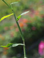 Image of hairy crabgrass