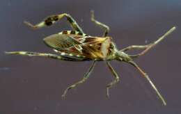 Image of Pine Seed Bug