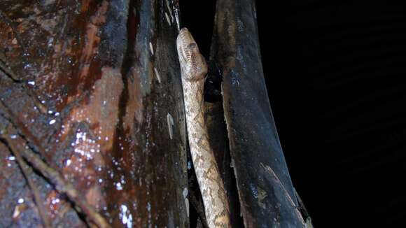 Image of Ringed Tree Boa