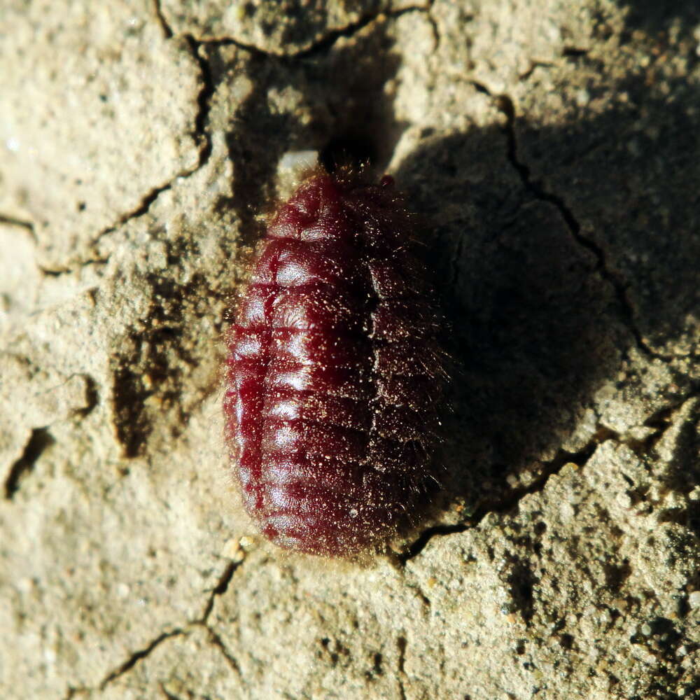 Image of Porphyrophora hamelii Brandt 1833