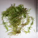 Image of pseudoscleropodium moss