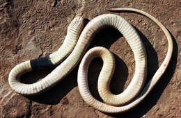 Image of Egyptian Cobra