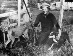 Image of thylacines