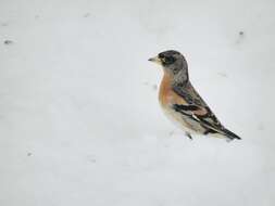 Image of Brambling