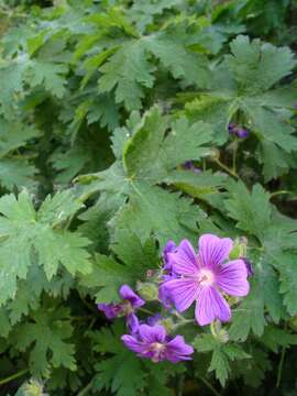 Imagem de Geranium endressii J. Gay