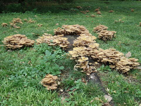 Image of Honey Fungus