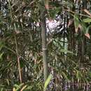 Image of yellow grove bamboo