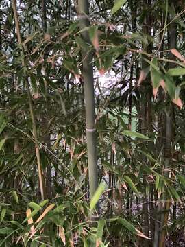 Image of yellow grove bamboo