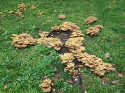 Image of Honey Fungus