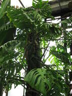 Image of Monstera epipremnoides Engl.