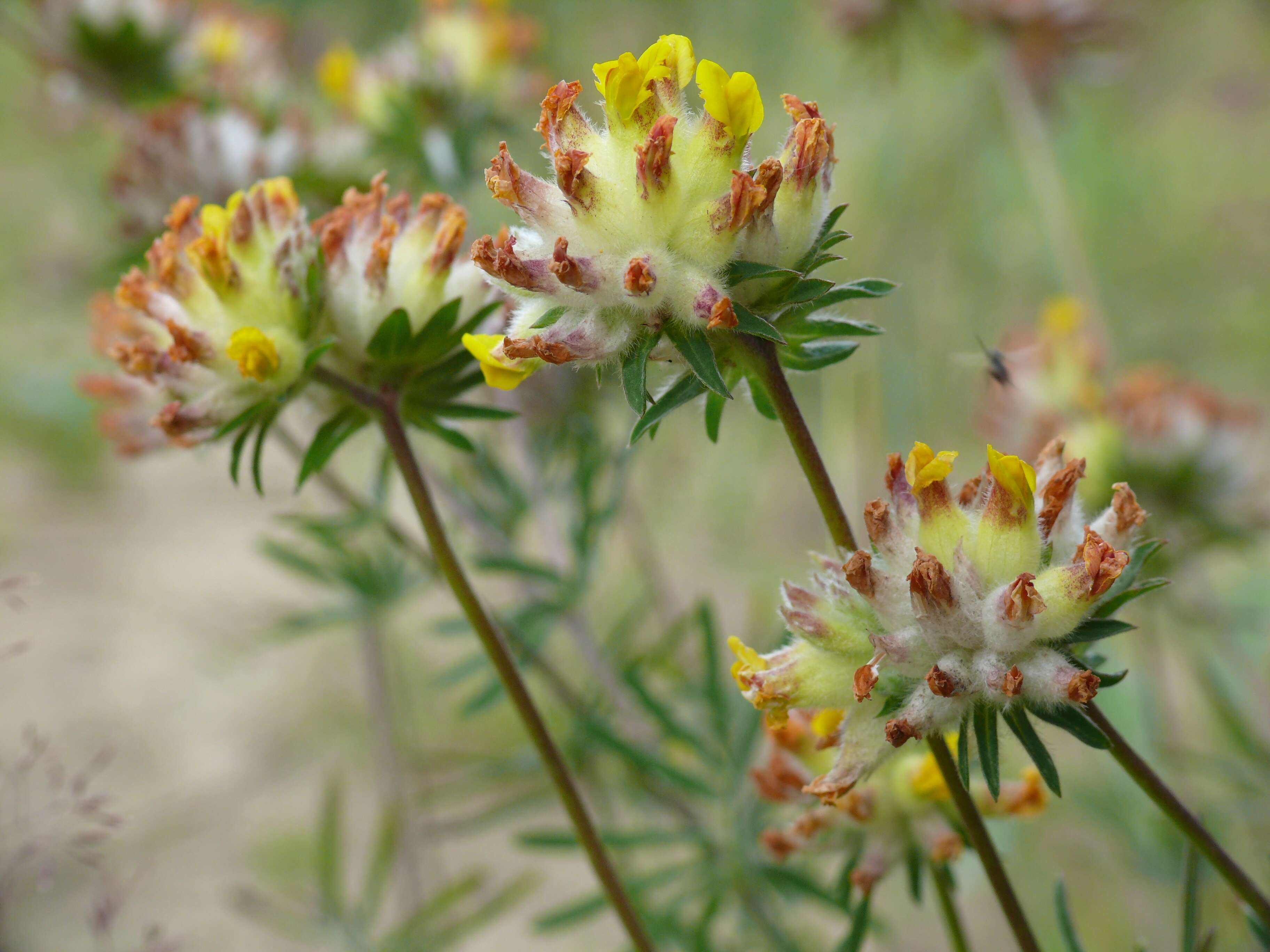 Слика од Anthyllis vulneraria L.