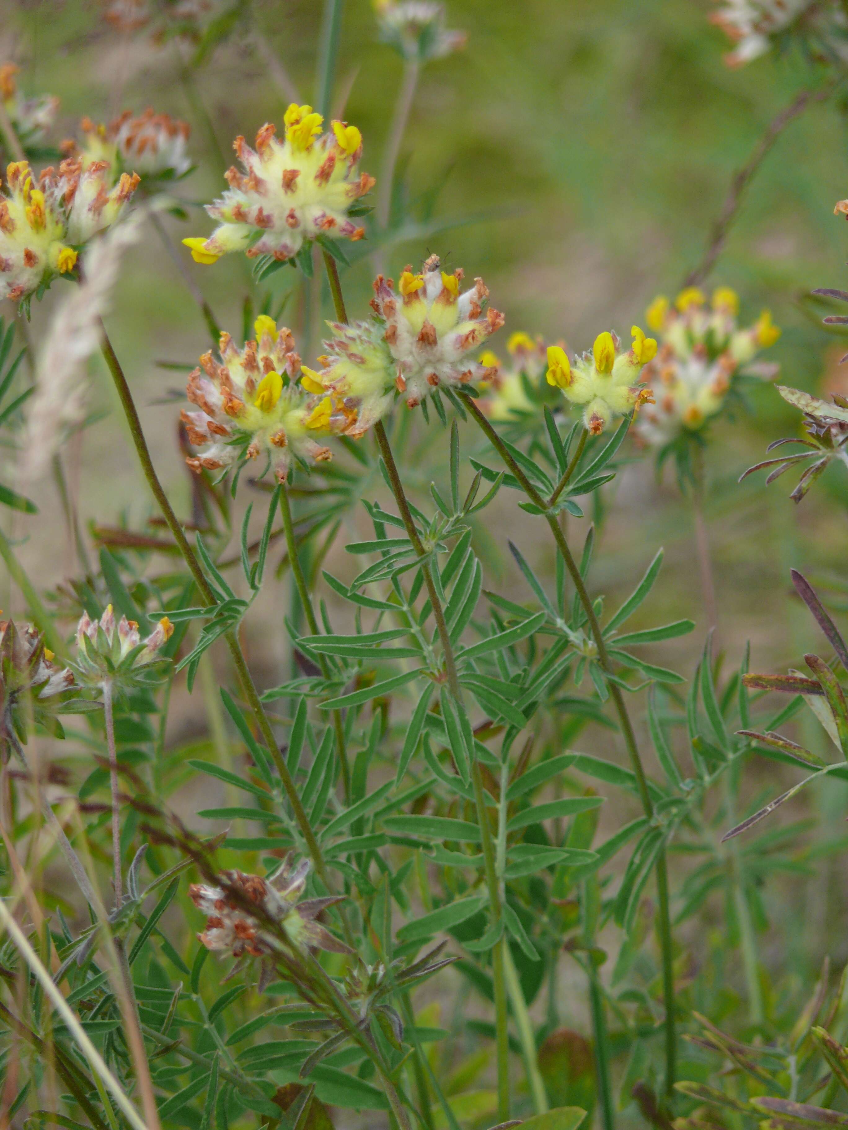 Image of common kidneyvetch