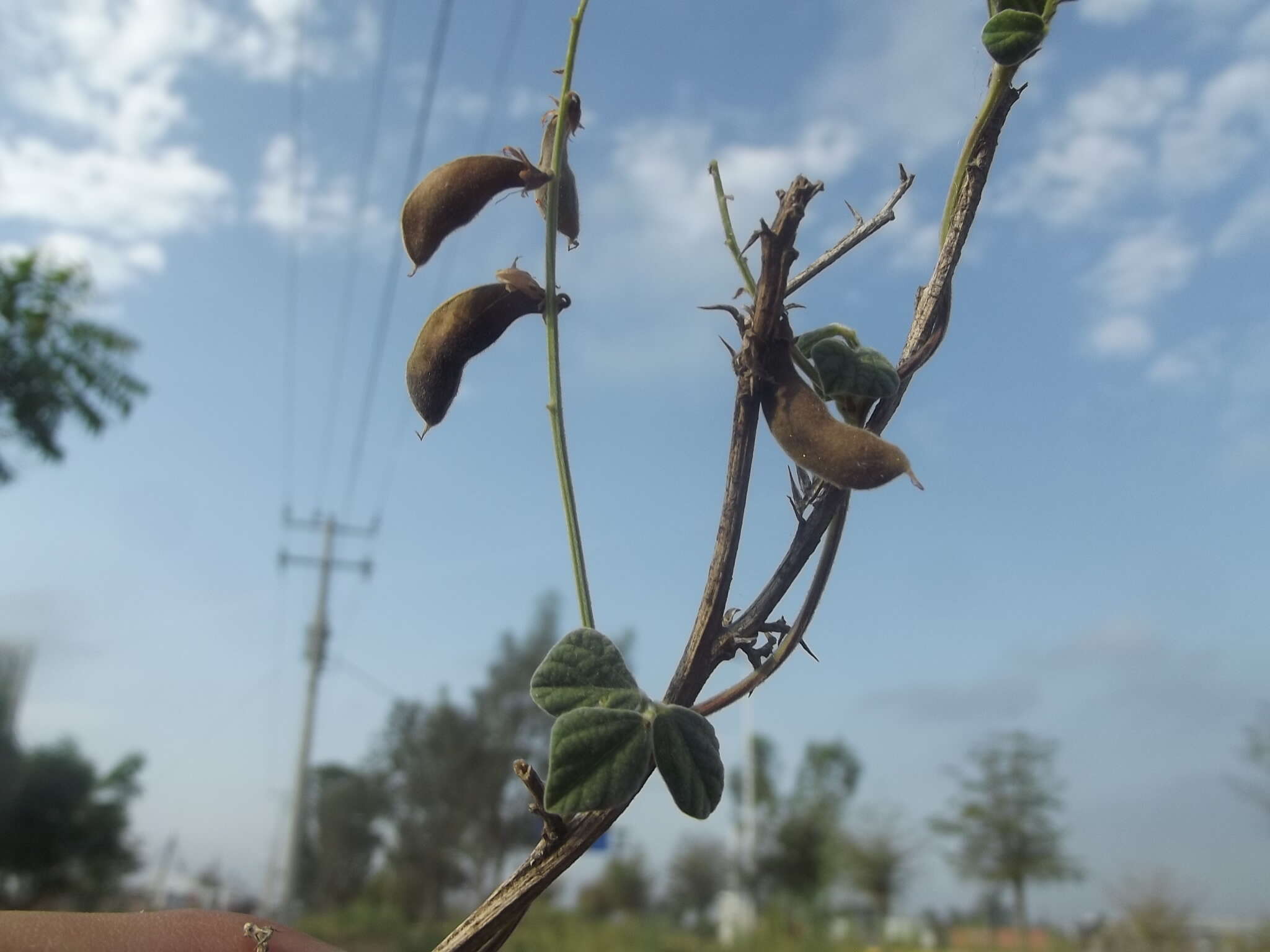 Image of least snoutbean