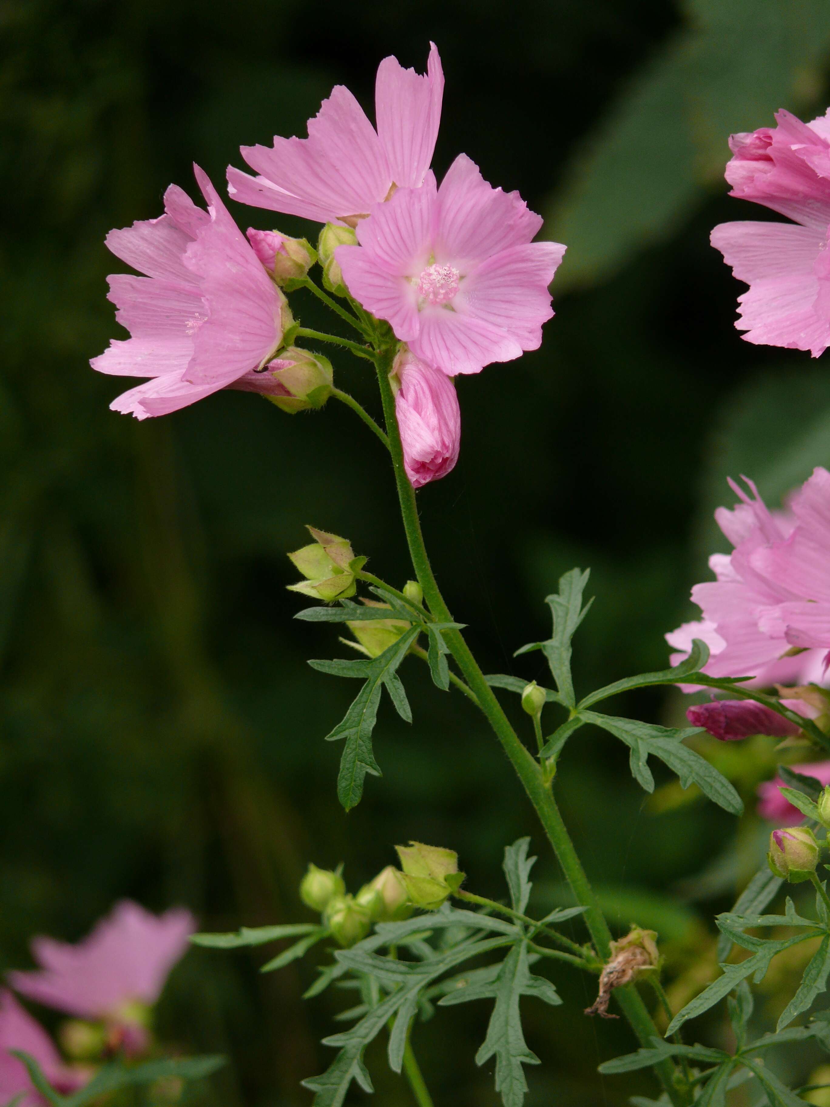 Image of european mallow