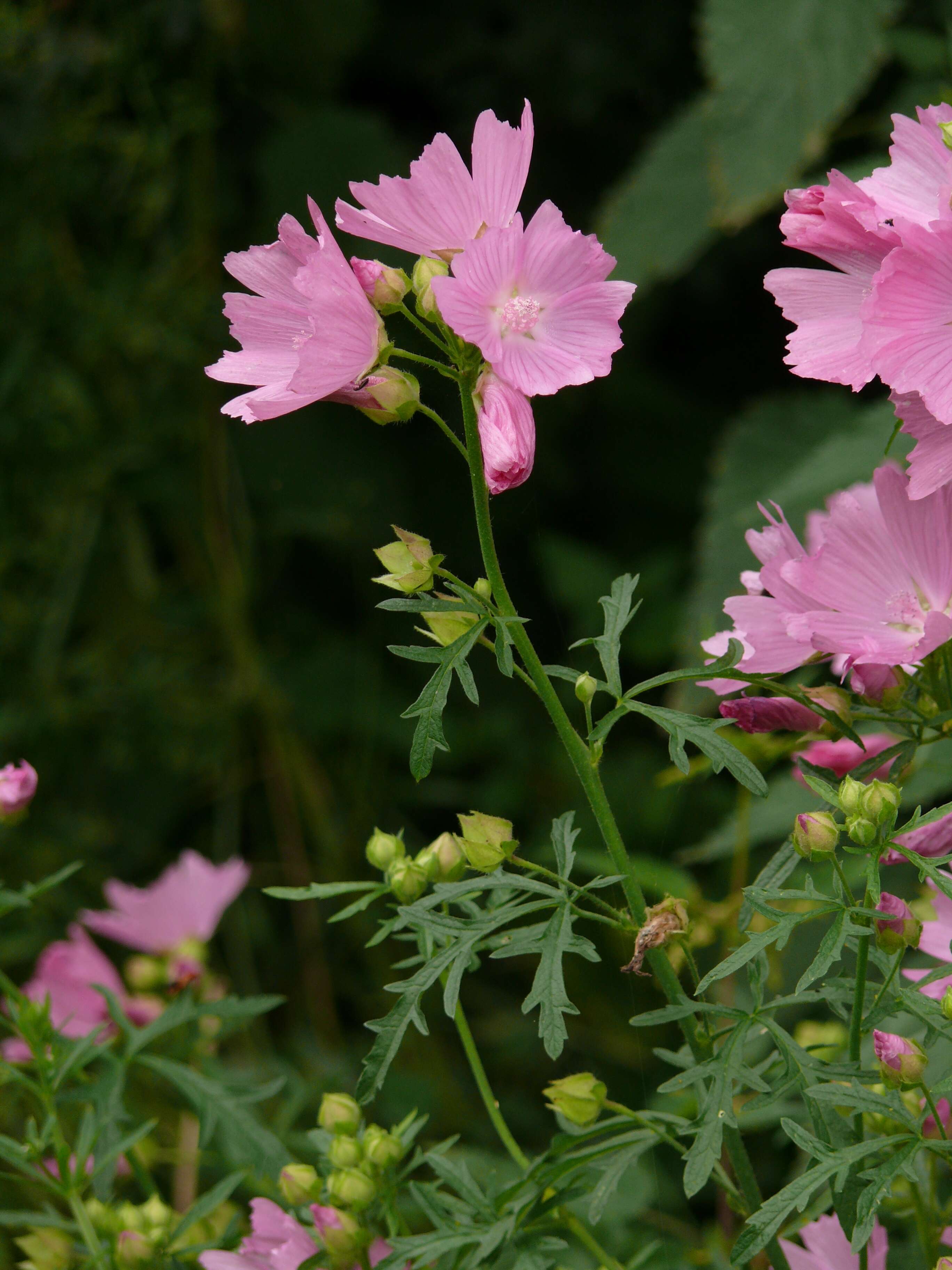 Image of european mallow