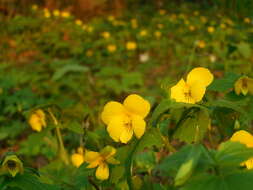 Viola uniflora L. resmi