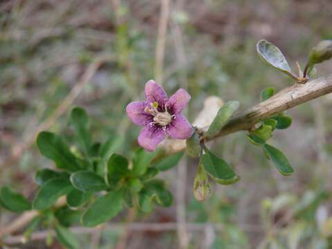 Image of matrimony vine