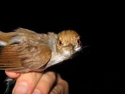 Image of White-chested Babbler