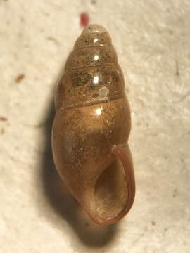 Image of Least Slippery Snail