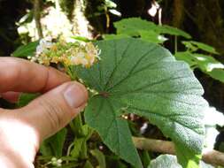 Image of Begonia exalata C. DC.