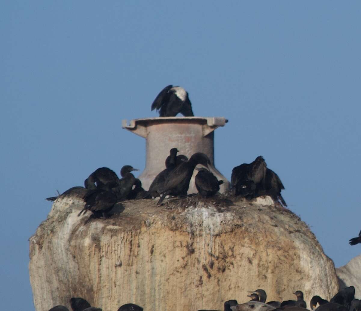 Слика од Phalacrocorax neglectus (Wahlberg 1855)