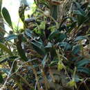 Imagem de Epidendrum magnoliae Muhl.