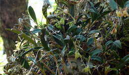 Image of green fly orchid