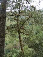 Image of Tillandsia calothyrsus Mez