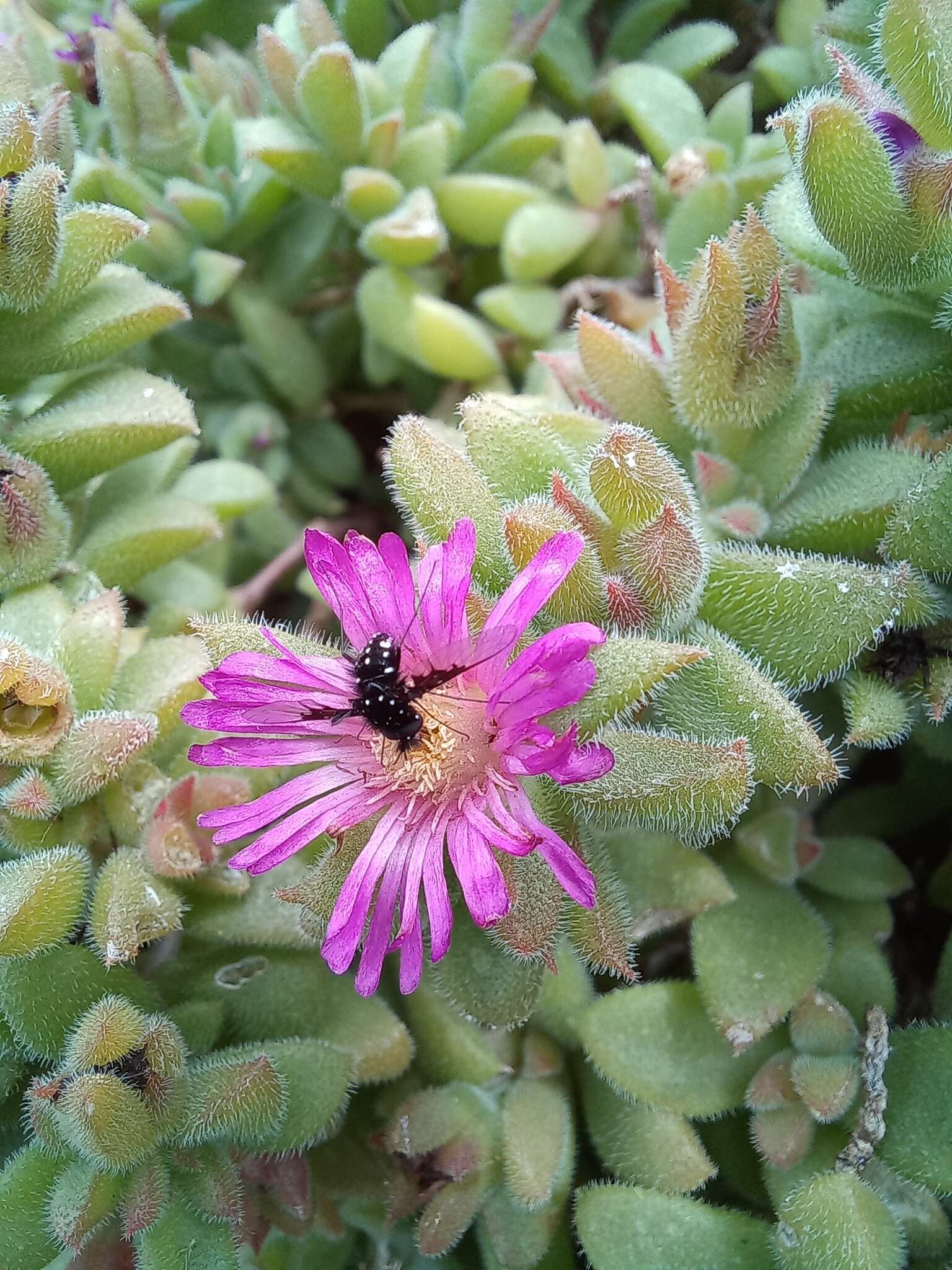 Imagem de Bombylella delicata (Wiedemann 1830)