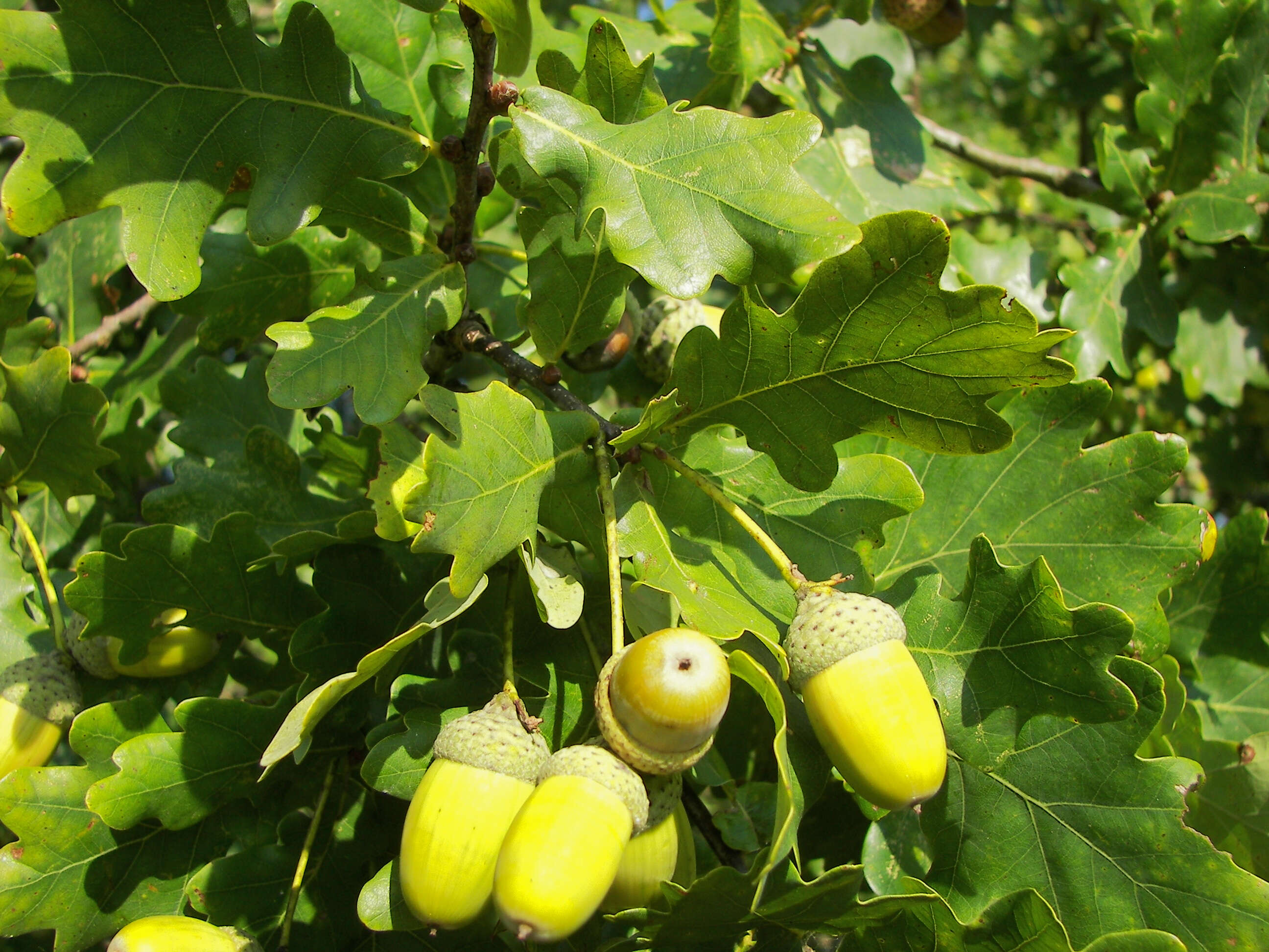 Image of English oak