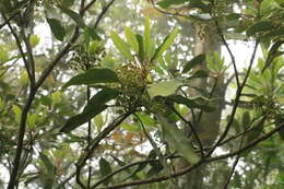 Daphniphyllum pentandrum Hayata resmi