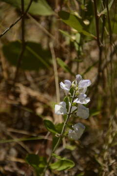 Image of Small's skullcap