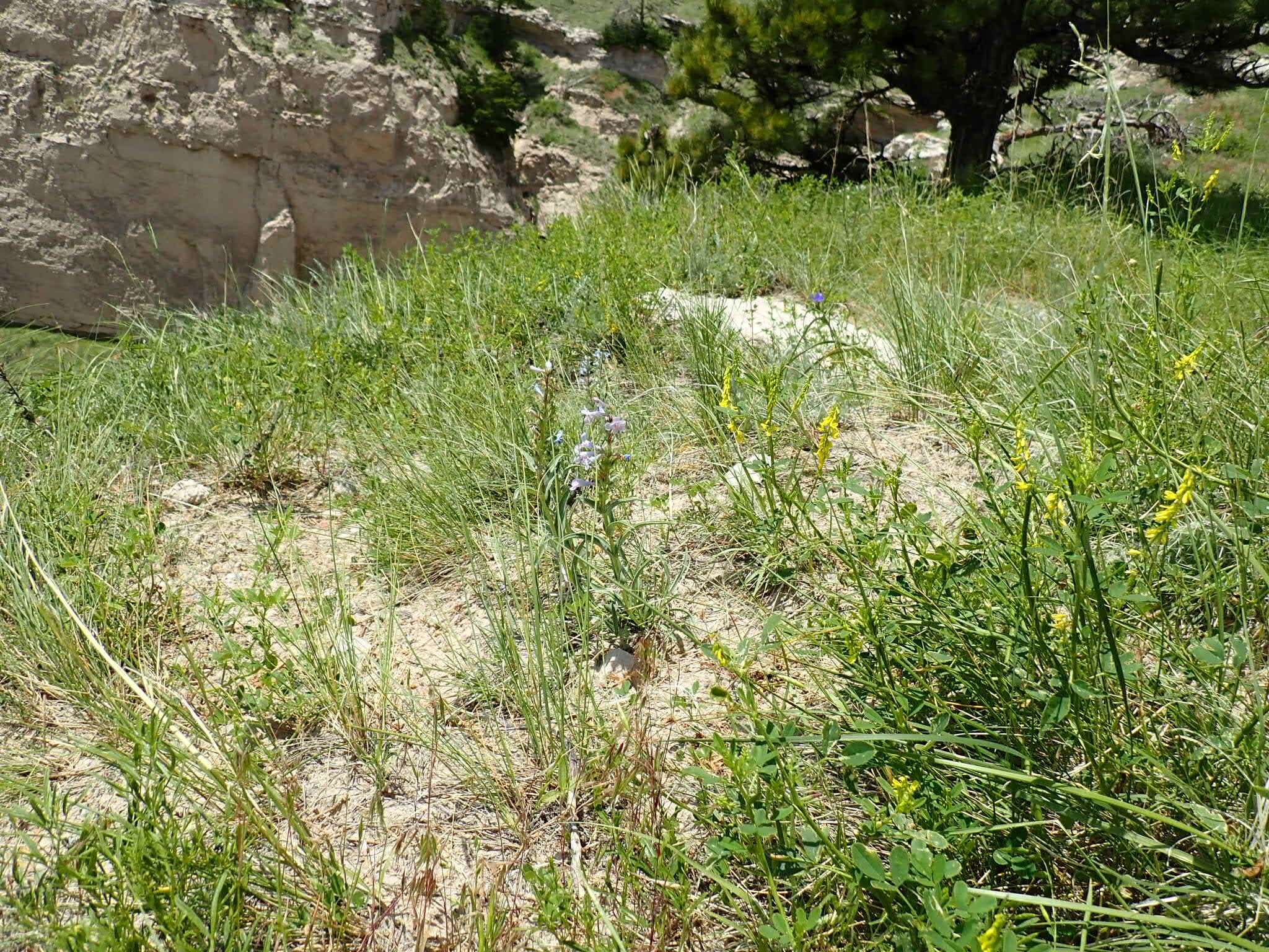 Image of broadbeard beardtongue