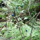 Image of Clintonia udensis Trautv. & C. A. Mey.