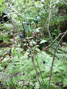 Слика од Clintonia udensis Trautv. & C. A. Mey.