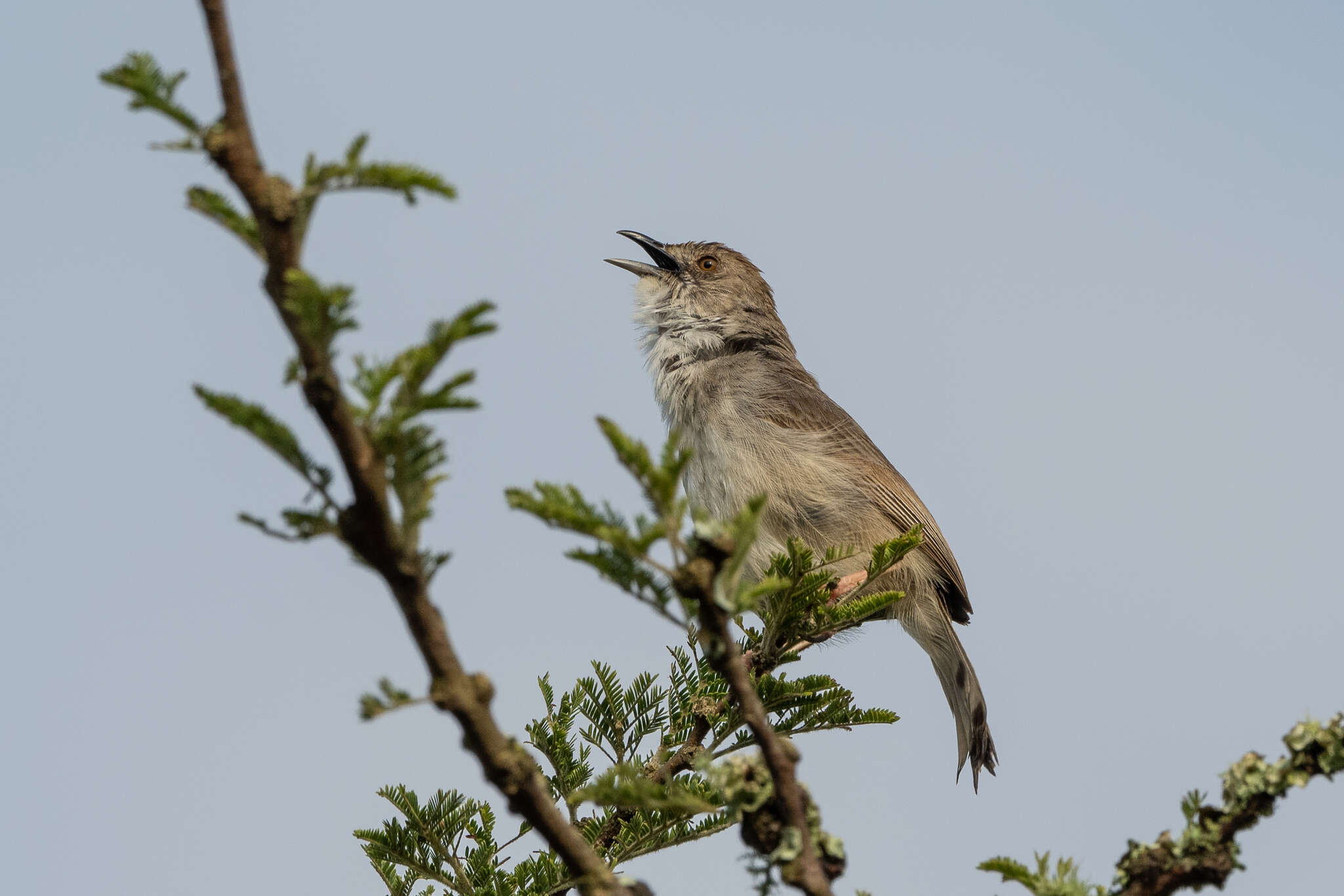 Image of Trilling Cisticola