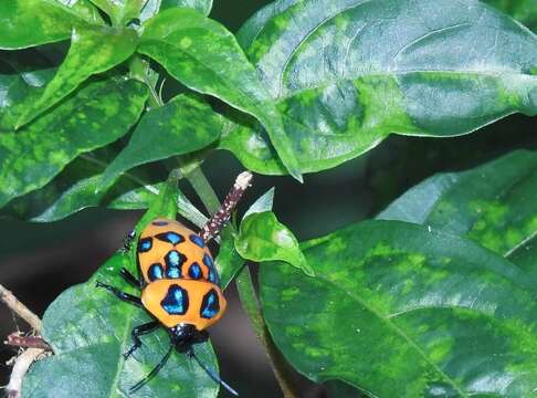 Sivun <i>Poecilocoris druraei</i> kuva