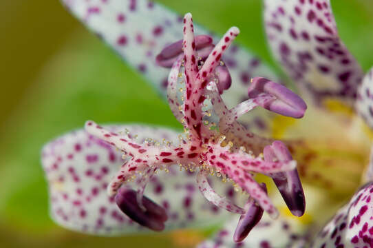 Image of toad lily