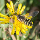 Image of Bird Hover Fly