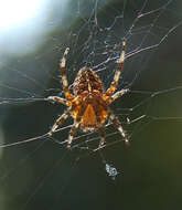 Image of Garden spider