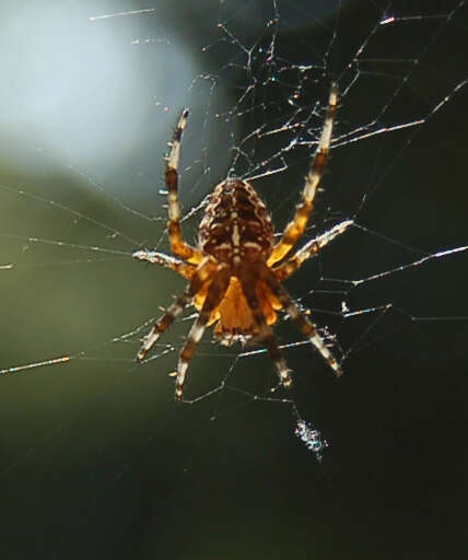 Image of Garden spider