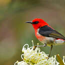 Image of New Caledonian Myzomela