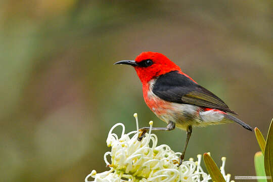 Image of New Caledonian Myzomela