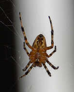 Image of Garden spider