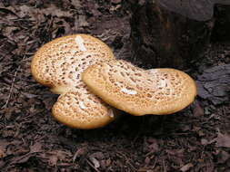 Image of dryad's saddle