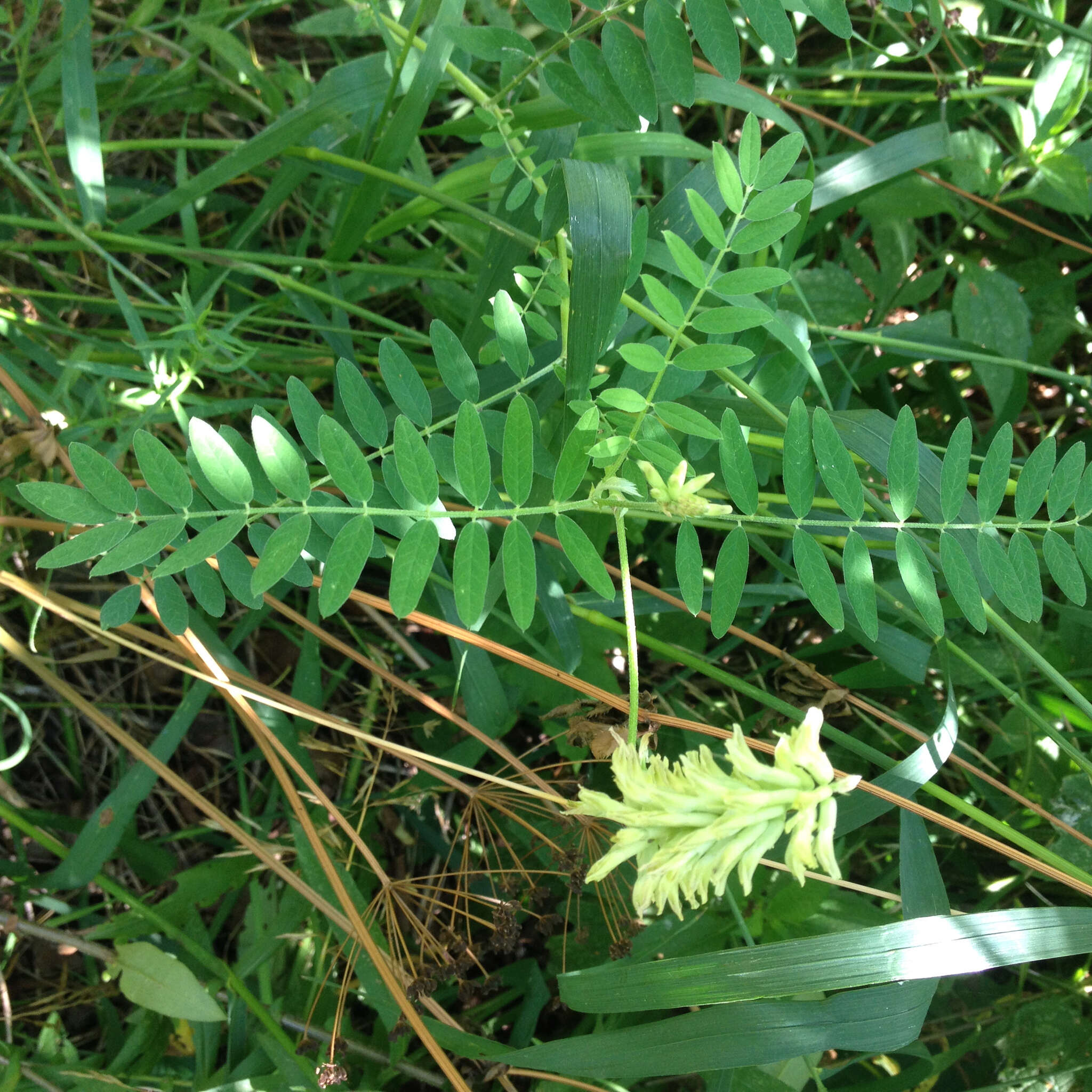 Astragalus canadensis L.的圖片