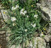 Image of St. Bernard’s lily