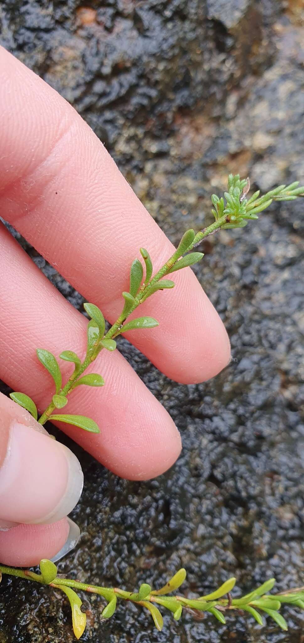 Image of Samolus repens var. strictus Cockayne