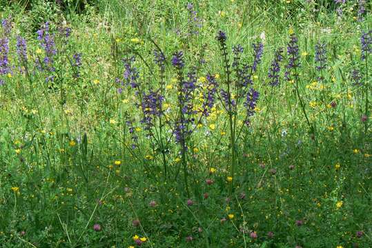 Imagem de Salvia pratensis L.